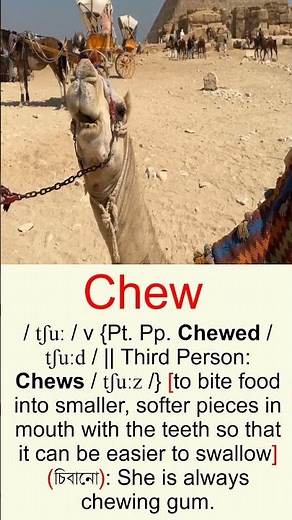 Chew | Chew - Chewed - Chewed | Eating Vocabulary #shorts
