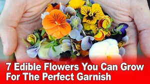 7 Edible Flowers You Can Grow In Your Garden For The Perfect Garnish