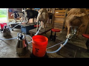 Milking 10 Goats Live - With Machine and by Hand