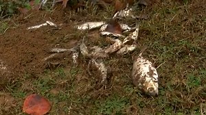 Video captures fish falling from the sky in Texas