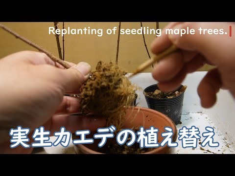 実生カエデの植え替え 2024.03.05（Replanting of seedling maple trees.）
