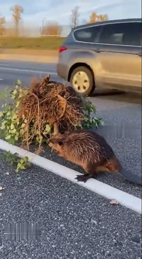 Beaver Drags Giant Bush Across Highway — Real?!