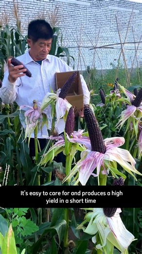 Black Hopi Corn Seeds | SRK