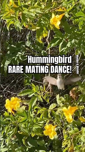Rare Hummingbird Mating Ritual Up Close! 🐧✨ He Did This to Impress Her! #Hummingbird #BirdWatching