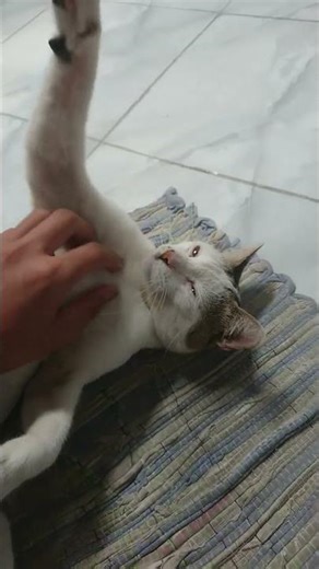 #catlovers #cat #animals #hewanlucu #shorts