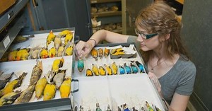 Meet the chief curiosity correspondent at Chicago Field Museum