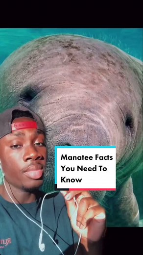 Exploring the Fascinating World of Manatees