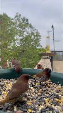 Spice Finch Family Drama at the Feeder! #birds #catvideos