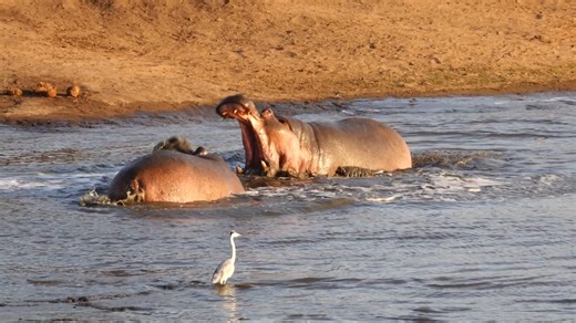 37K views · 534 reactions | Watch the moment a Hippo screaming match turns into an epic showdown! This incredible footage captures the raw power and territorial instincts of these massive creatures.鍊 #HippoShowdown #WildlifeDrama #NatureBattle #AnimalKingdom #SavannahConflict | Wildest Kruger Sightings | Facebook
