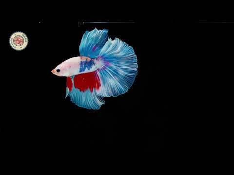 Betta Fish world #bettafish #bettabreeding