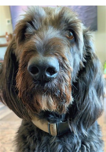 Big dogs, small dogs, nice dogs, grumpy dogs…my Sphynx are familiar with them all 😂! Max is on that big & grumpy end of the spectrum lol #sphynx #sphynxcat #sphynxkitten #cat #doodle