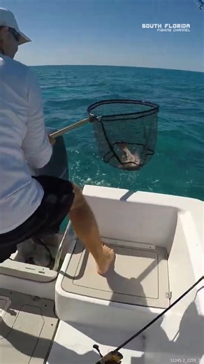 12K views · 136 reactions | Landing a BEAUTY Mutton Snapper #muttonsnapper #ballyhoobait #livebait #goodcatch | South Florida Fishing Channel | Facebook