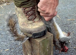 Best Way to Skin a Squirrel? The Tail Method - AllOutdoor.com