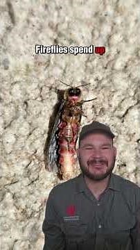 Up close with Fireflies Part 2