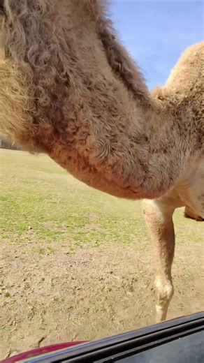 Up Close With a Safari Camel 🐪