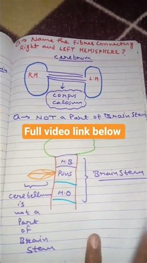 Brain: parts and functions