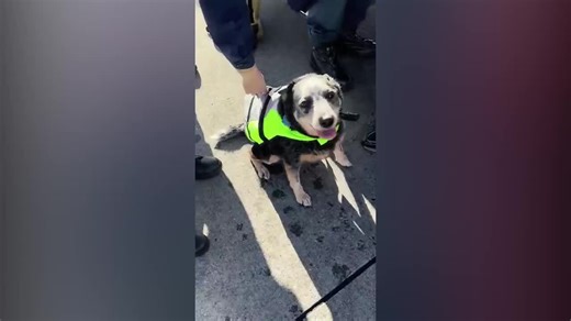 Coast Guard rescues two people, cat, dog off the coast of Cape Hatteras