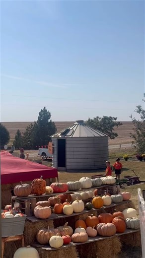 It’s finally the weekend and we’re going WILD just thinking there are only 4 weekends left for fall fun here at the pumpkin patch! So don’t walk… RUN to pick pumpkins from the patch, hop on a hay wagon ride, and explore our corn maze and petting farm! 🎃🚜🐐🌽🧡🍁 #fall #wagonride #pumpkinpatch #cornmaze #pedalboat #pettingfarm #smallbusiness #kansasagritourism 🎃 Weekends through October 26 🔗 www.mulberrypond.com 📆 Saturdays 10:00 am - 6:00 pm 📆 Sundays 1:00 pm - 6:00 pm $8 Admission include