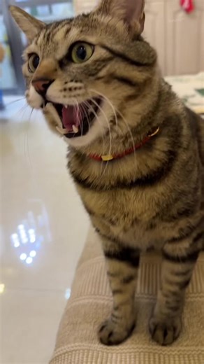 Understanding Cat Language for Better Pet Care