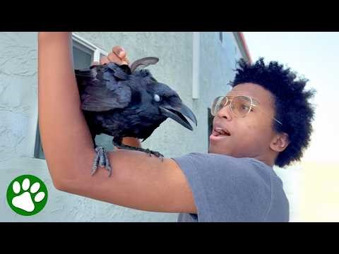Brave Teenager Saves Trapped Crow With Pure Kindness 🥹❤️