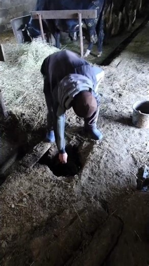 Removing Cow Urine from the Barn – Real Farm Life!