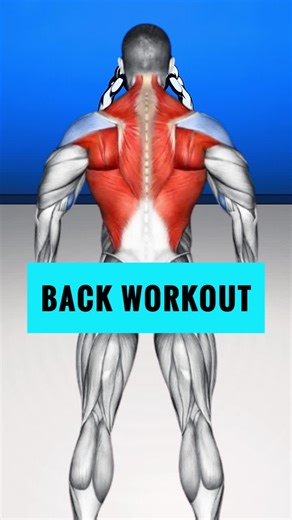 Effective Back Workouts for a Stronger Physique