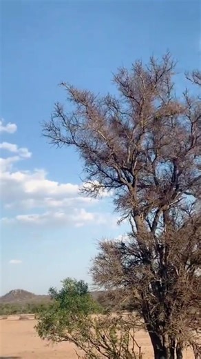 Leopard Chasing Monkey in the Wild