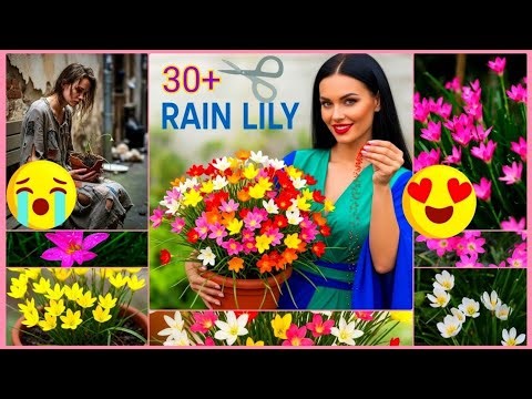 How to get 30+ Rain Lily Flower Blooms | Stop Growing Leaves, Start Making Flowers 🌧️🌸✨