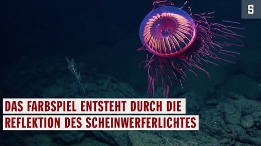 Qualle erstrahlt wie ein Feuerwerk