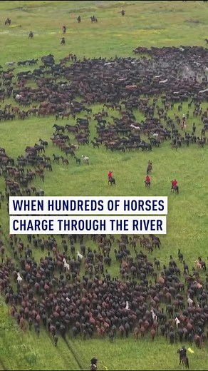 Ili Heavenly Horse Festival 2026: Zhaosu Horses Bathing in Tekes River
