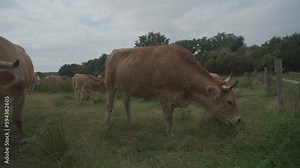 Limousine cows. Cattle in french prairie. Brown cows of French La Maraishine cattle breed graze pasture in northern French region of Brittany. Free range, organic cattle farming and agriculture.