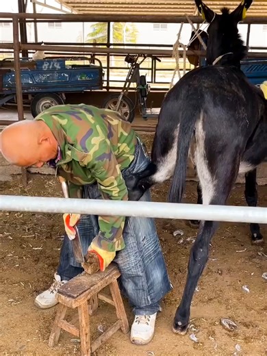 Transforming Neglected Donkey Hooves: An ASMR Journey