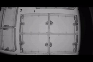 Fish display distinct individual behaviours when swimming to find food