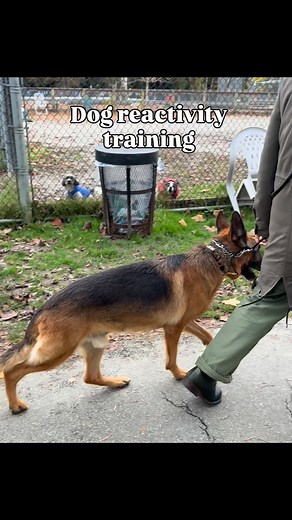 524 reactions · 15 shares | Odie is a 6 years old GSD who used to...