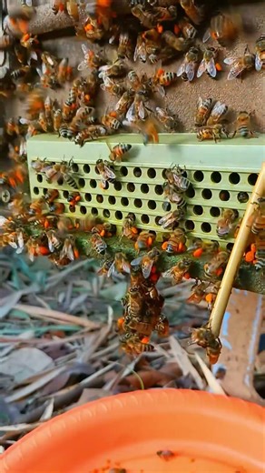 Bees Carrying Pollen to Support the Hive #bee #workerbee#beekeeping #beepollen