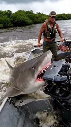 Bull Sharks ATTACK Fishing Boat in Florida Estuary 🦈 Aggressive Shark Encounter