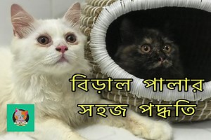 বিড়াল পালার সহজ পদ্ধতি / পারসিয়ান বিড়াল কিভাবে পালন করবেন /how to do cat Observance #বিড়ালপালন #বিড়ালকিভাবেপালবেন #howtodocatobservances please Like Follow and Share n dont forget Subscrebe our Youtube channel বিড়াল পালার সহজ পদ্ধতি হল তাদের আপনারা ঘরে অথবা খাচার ভিতরে পালন করতে পারেন তবে খাচা দিয়ে না পালন করাই ভাল যদি আপনার কাছে একটি বিড়াল থাকে ঘরেই পালতে পারবেন আপনি যদি তার অধিক পরিমাণে পালন করতে চান তাহলে আপনাদের তাদের জন্য অবশ্য একটি রুম লাগবে। সেয় রুমে তাদের জত্ন সহকারে করে লালন পালন করতে প
