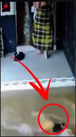 Try Not to Laugh 😆 When Common Sense Fails… Hilariously!