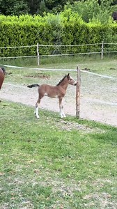 Chaque année je filme la fin de gestation, la naissance et la vie des poulains, lors de leurs premiers jours de vie mais également leurs premières découvertes 🐴 Voici la vie de Pop Corn, né le 4 mai 2025 🤍 #Cheval #poney #poulain #équitation #animaux | Sohane Dty
