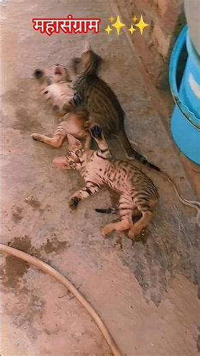 😹 Three Kittens Fighting Like Real Warriors! 😂🐾 | Fun Cat Fight Shorts 🔥