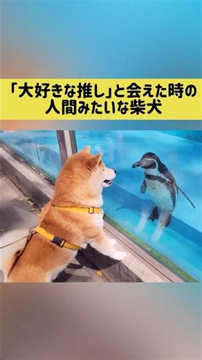 A Shiba Inu acting just like a human when he meets his favorite idol #ShibaInu #shibainu #shorts