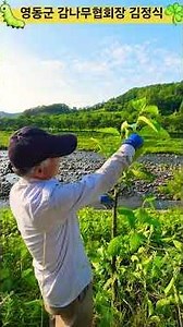Persimmon Tree Pruning Tips from the Yeongdong-gun Persimmon Association President #YonggangTV #Y...