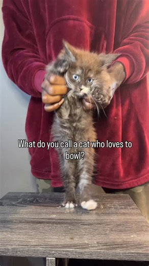 #kitten #mainecoon #gato #catsofinstagram #cat | Tyler Tyco