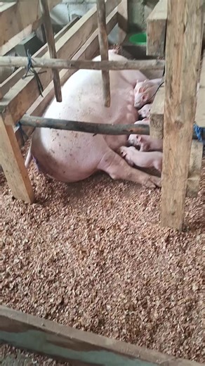 Engorde de Cerdos Apogua: Proceso y Consejos