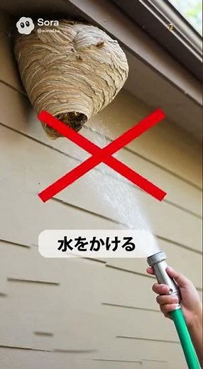 スズメバチ、アシナガバチが巣を作り始める季節となりました#ハチ駆除 #スズメバチ駆除 #アシナガバチ #アナフィラキシー #あおき消毒