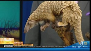 Zoo Day: Pangolin