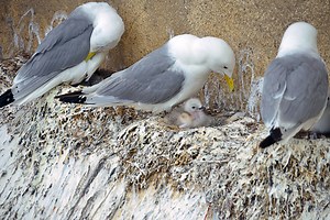 Kittiwake Cam | Durham