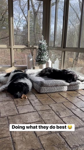 Doing what they do best 😂 with Daisy the newfie #dogs | Herbie The Newfie