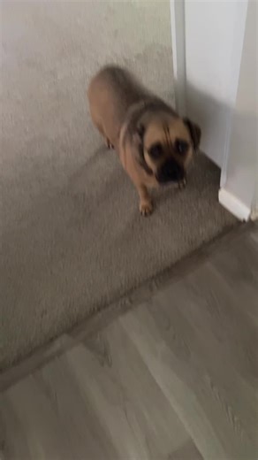 V (@queenvictoria_18)’s videos with original sound - 𖣂 Sloth The Savior 𖣂