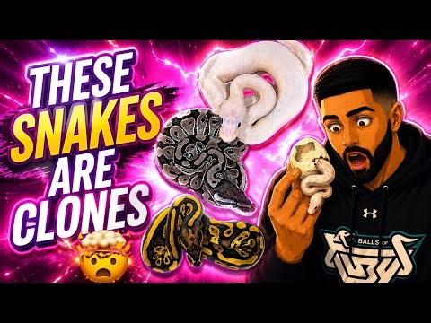 These snakes are CLONES!? You won’t believe what happened in this clutch!